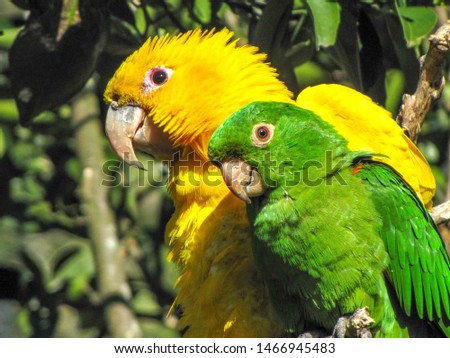 
green and yellow parrot from brazil