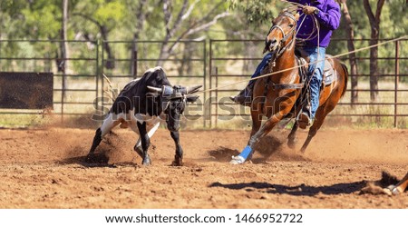 A running calf lassoed by cowboys in a dusty Australian outback country rodeo arena