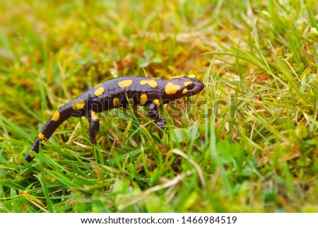 Fire Salamander crawling in the grass. The grass is wet from rain. Photographed close-up.