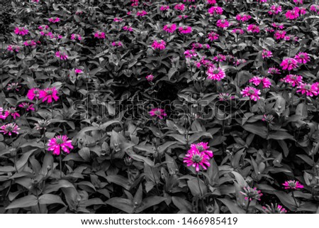 Beautiful abstract textures close up color red purple and pink lotus flower on the black and darkness isolated background and wallpaper