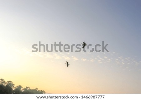 Ducks in the sky flying high without watermark