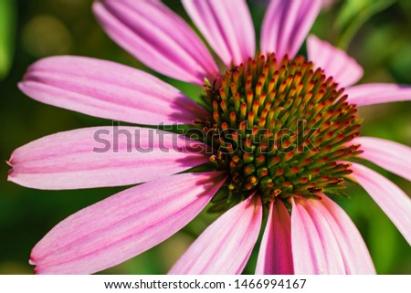 Echinacea flower close-up on a Sunny day. Green background. 