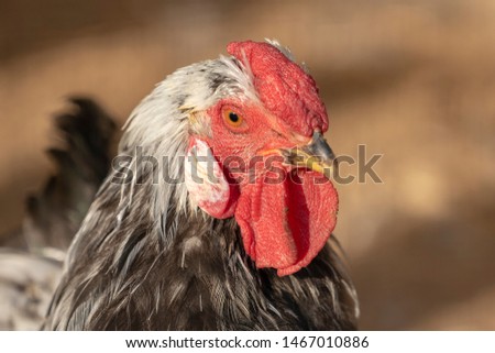 A rooster chicken portrait. This is a beautiful detailed closeup image of bird, cock