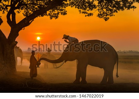 Elephant made merit a monk's bowl. Thai people and elephant jointly give alm to monk. elephant and Monk in forest. vintage style. The activities at Krapho, Tha Tum District, Surin, Thailand. Royalty-Free Stock Photo #1467022019