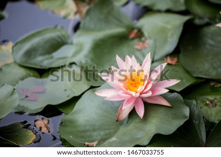 Fresh blooming lotus flower floating on outdoor calm water garden surface