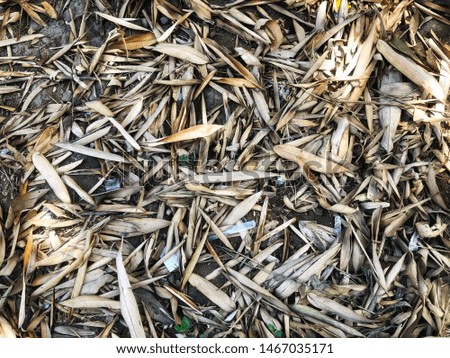 Bamboo leaves scattered on the ground in the garden. Natural landscape using as a background or wallpapers.