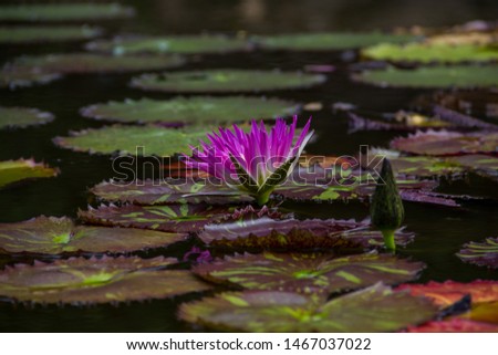 water lily in the center of the image floats in a pond full of lilies leaves that make a dark curtain to highlight its beautiful violet color
