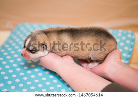 husky puppy little Siberian husky Royalty-Free Stock Photo #1467054614