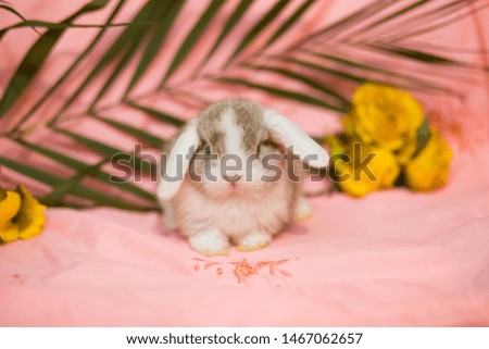 little baby rabbit bunny in decorations Royalty-Free Stock Photo #1467062657