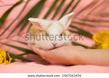 little baby rabbit bunny in decorations
