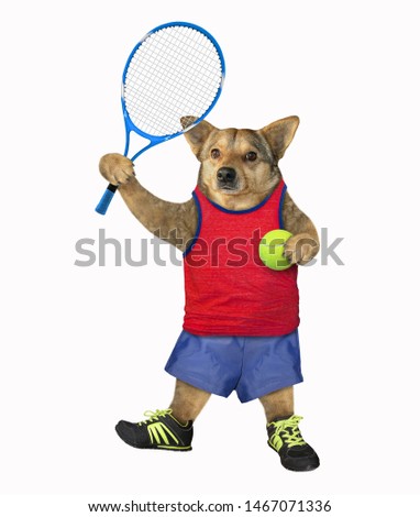 The dog tennis player is holding a tennis racket and a ball. White background. Isolated.