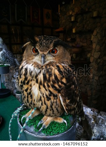 Close-up of eurasian eagle owl 
