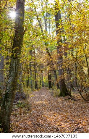 Autumn scenery in the forest, with fallen leaves