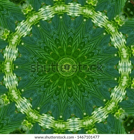 kaleidoscope effect from green leaves evenly becomes a beautiful green background like ornament