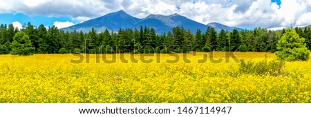 Flowers and mountains. Panoramic image of a field of Mexican sunflowers in Flagstaff, Arizona. Fort Valley flower field, covered in wildflowers with San Francisco Peaks in the background.  Royalty-Free Stock Photo #1467114947