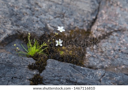 Tiny white flowers and moss are cutting through granite rocks of Scandinavia, they are growing in severe northern weather conditions - contrast color block picture