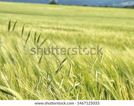 Oat plant in barley field.  Golden Ripe Field Agricultural Landscape, Bakery Cultivate Crop, Bread Harvest Season