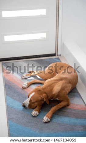 Fawn Short Haired Mixed Breed Dog Sleeping by Back Door