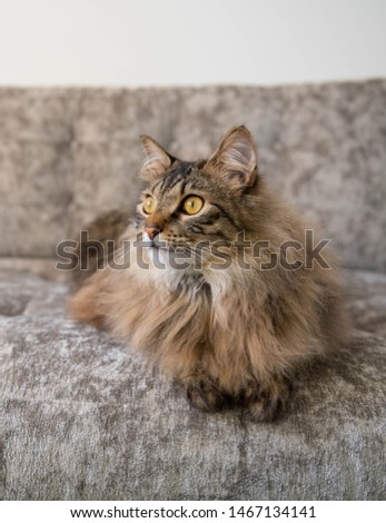 Norwegian Forest Cat Relaxing on Plush Sofa