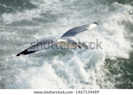 Pictures of seagulls on beach. seagulls are seabirds of the family Laridae in the suborder Lari.