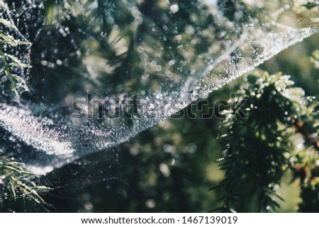 silver web shining on the tree spruce