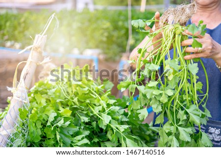 Hand of woman holding Celery Hydroponics vegetable in famrland. Royalty-Free Stock Photo #1467140516