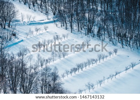 The Small pine trees and snow in the winter season with forest tree shadows,. Bird eye view