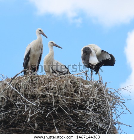 birds, storks in nest in open nature with their young