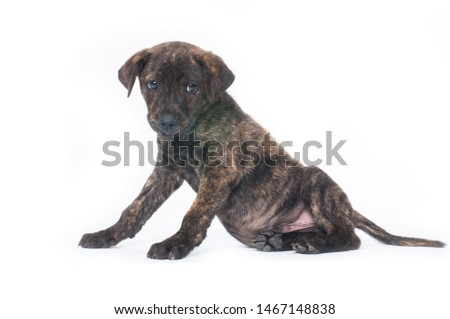 brown dog sitting against white background


