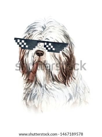 Bearded Collie dog. Portrait of a dog. Watercolor hand drawn illustration.Watercolor 	
Bearded Collie dog with sunglasses and cigar layer path, clipping path isolated on white background.