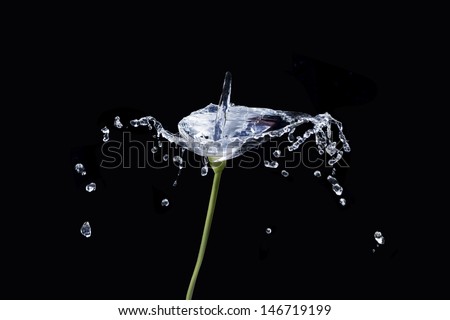 Calla flower from water