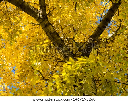 Autumn yellow colour leaves at sun