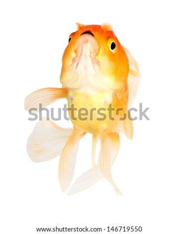 Gold fish. Isolation  on  the white