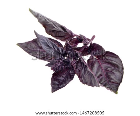 Close up studio shot of fresh red basil herb leaves isolated on white background. Purple Dark Opal Basil. 