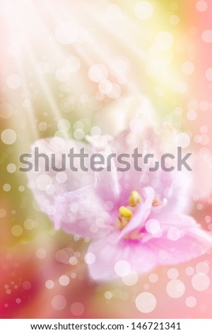 Romantic flower background. Spring or summer pink beautiful flower