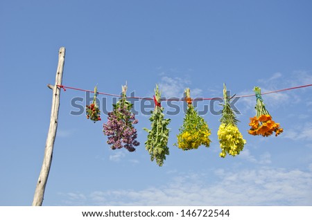 various medical herb flowers bunches on string and blue sky background. Herbal medicine
