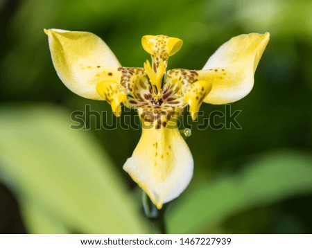 Picture of yellow tiger orchid flower taken somewhere in Asia