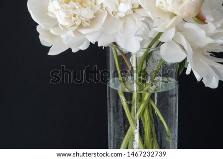 White fluffy peonies flowers in vase on black background       