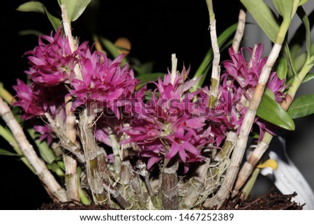 beautiful orchids pictures.  dendrobium cattleya
