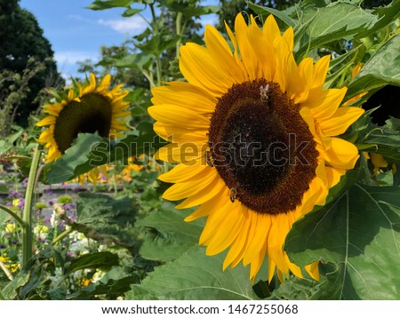 The common sunflower, Helianthus annuus or Sonnenblume (Flower Island Mainau on the Lake Constance or Die Blumeninsel im Bodensee) - Constance, Germany or Konstanz, Deutschland