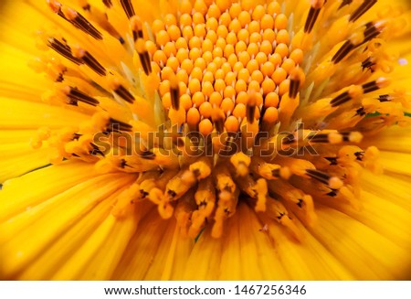 details of yellow flower petals that bloom very pretty - image