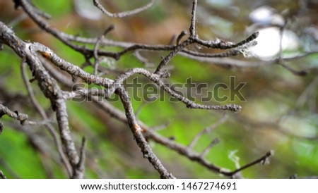 Swinging tree branch in the forest. Stock footage. Beautiful wildlife in the forest
