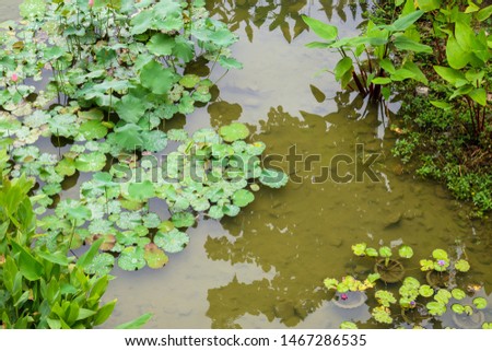 water lily or lotus flower in the garden pond
