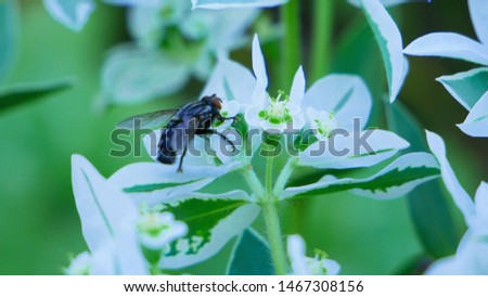 Ukraine, Krivoy Rog. A fly on a flower. 07/20/2019
