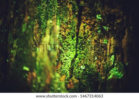 Macro pictured mossy tree, detailed.