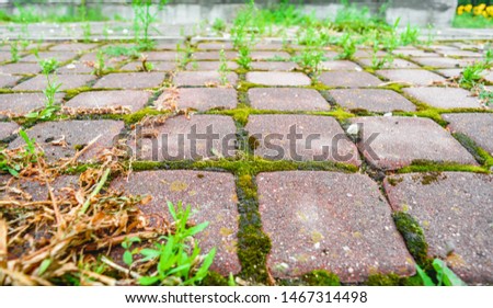 Perspective with shallow depth of field of old cobblestone pavement in city park. Wild grass and moss grow between small square cobblestone tiles of old pavement