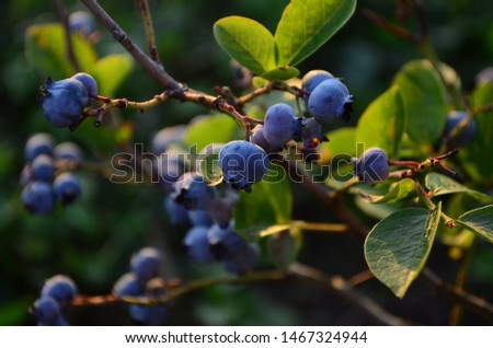 Blueberries - delicious, healthy berry fruit. Vaccinium corymbosum, high huckleberry bush. Blue ripe fruit on the healthy green plant. Food plantation - blueberry field, orchard. Royalty-Free Stock Photo #1467324944