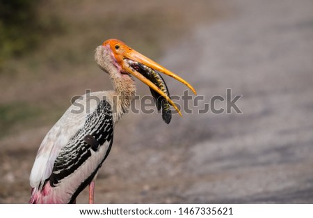 Painted Stork with big fish in beak, Painted Stork Hunting Fish