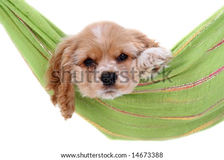 Puppy into hammock