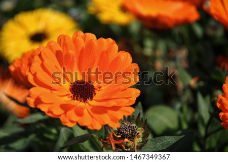 Celendula ( also known as pot marigold ) in Japan 